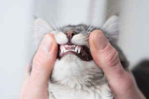 problèmes dentaires chez les chats