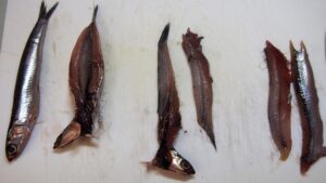 Anchois-cru
