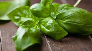 Basilic