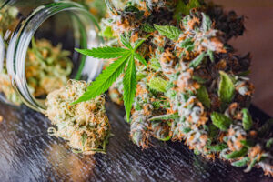 fleurs de cbd